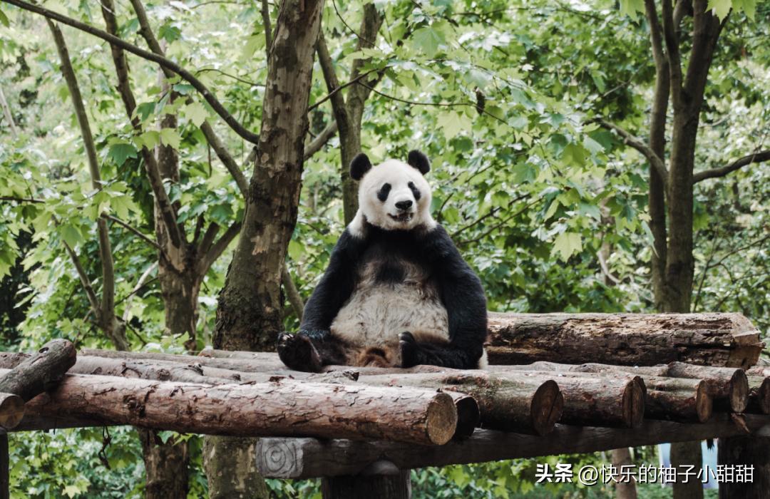 讲道理！吃过这几家馆子才算来到了成都！