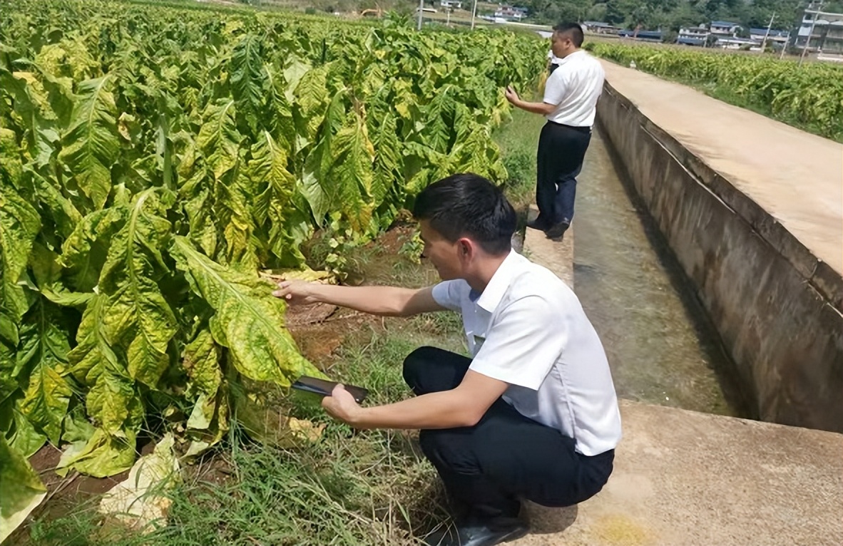 政策性农业保险怎么样,完善政策性农业保险机制