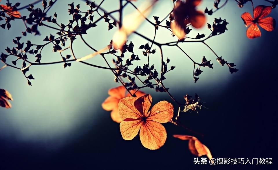 摄影花怎么拍,摄影技巧拍花常用的5种构图方法