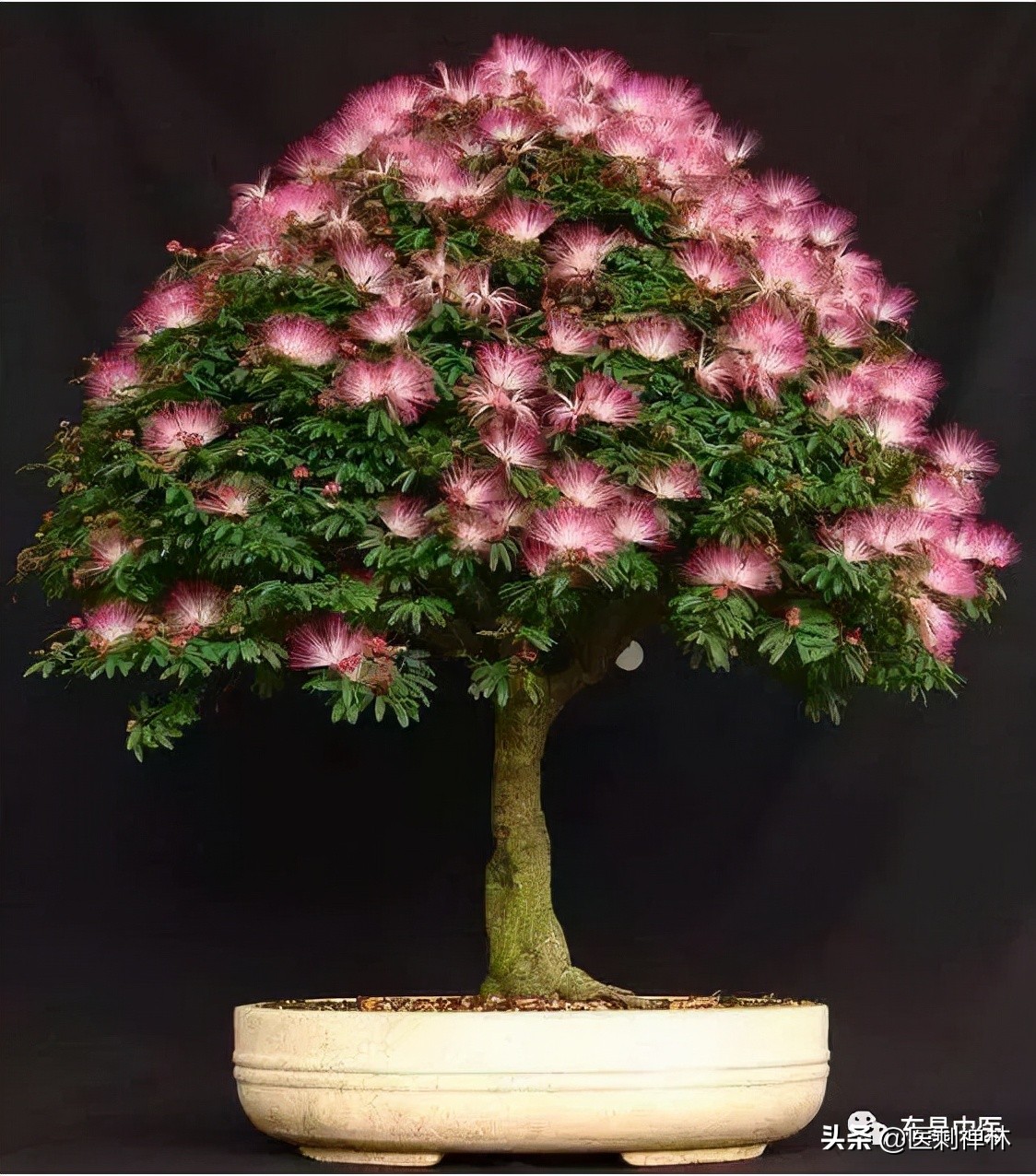 *欢合**，失眠的克星