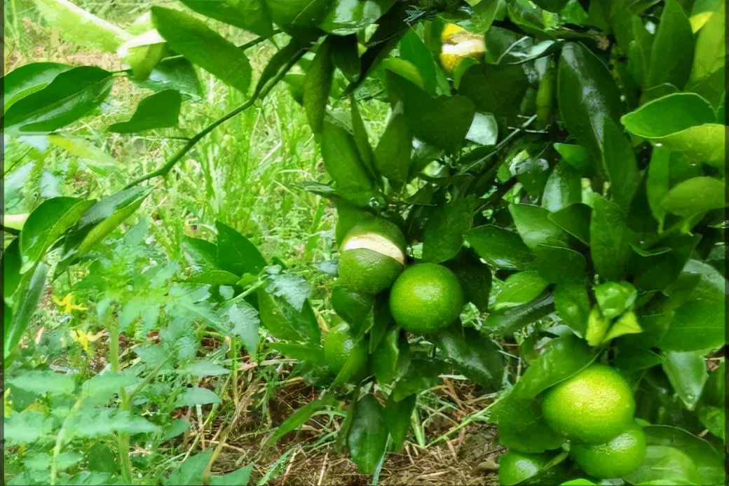 2017年最有前景柑橘是哪个品种,目前柑橘在市场什么品种最好