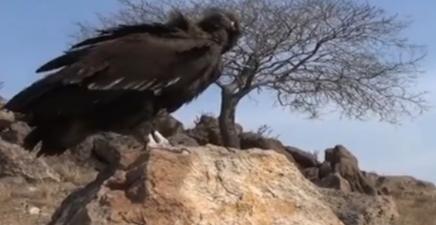 辽宁男子救助秃鹫,沈阳救助秃鹫