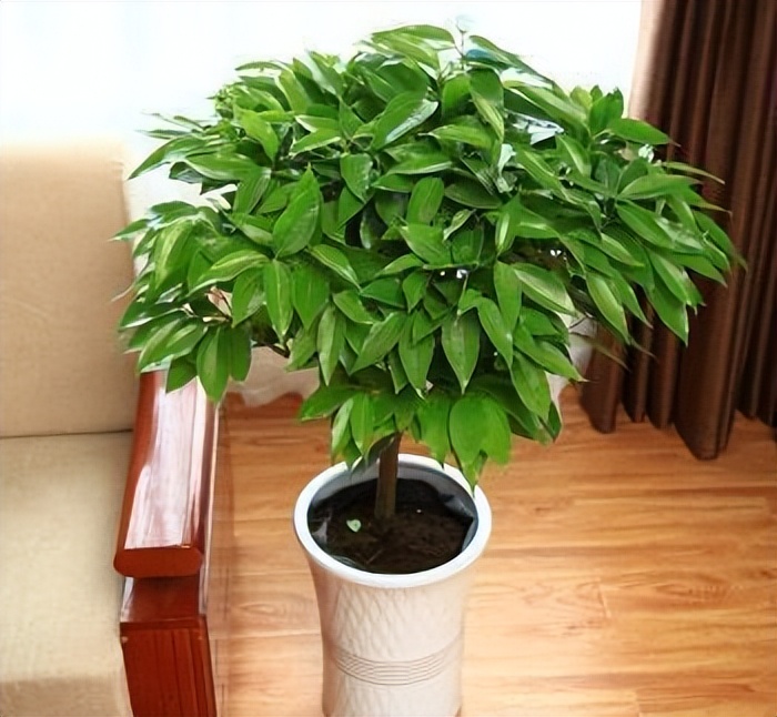 老人说，客厅见树，10家有9富，说得是真的吗？推荐9种吉祥树