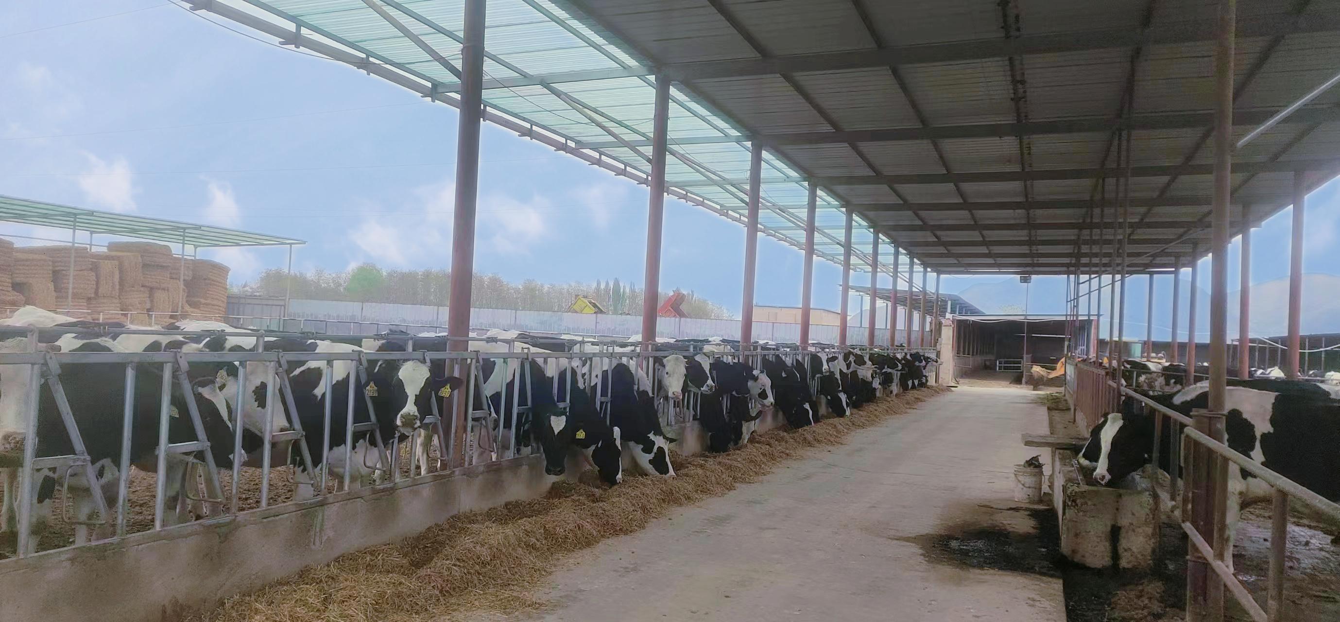 西固区河口镇：做强牛产业“犇”向致富路