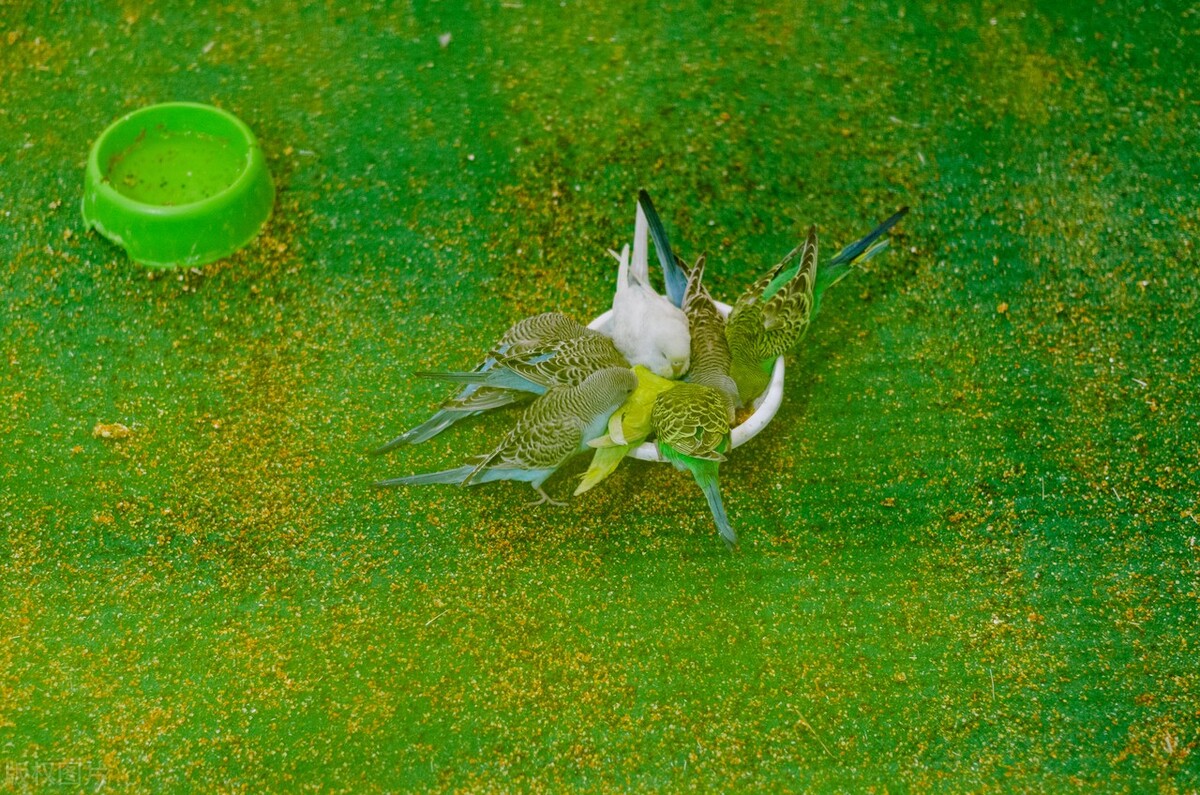 鹦鹉断粮怎么办,鹦鹉断粮怎么才能防止被饿死