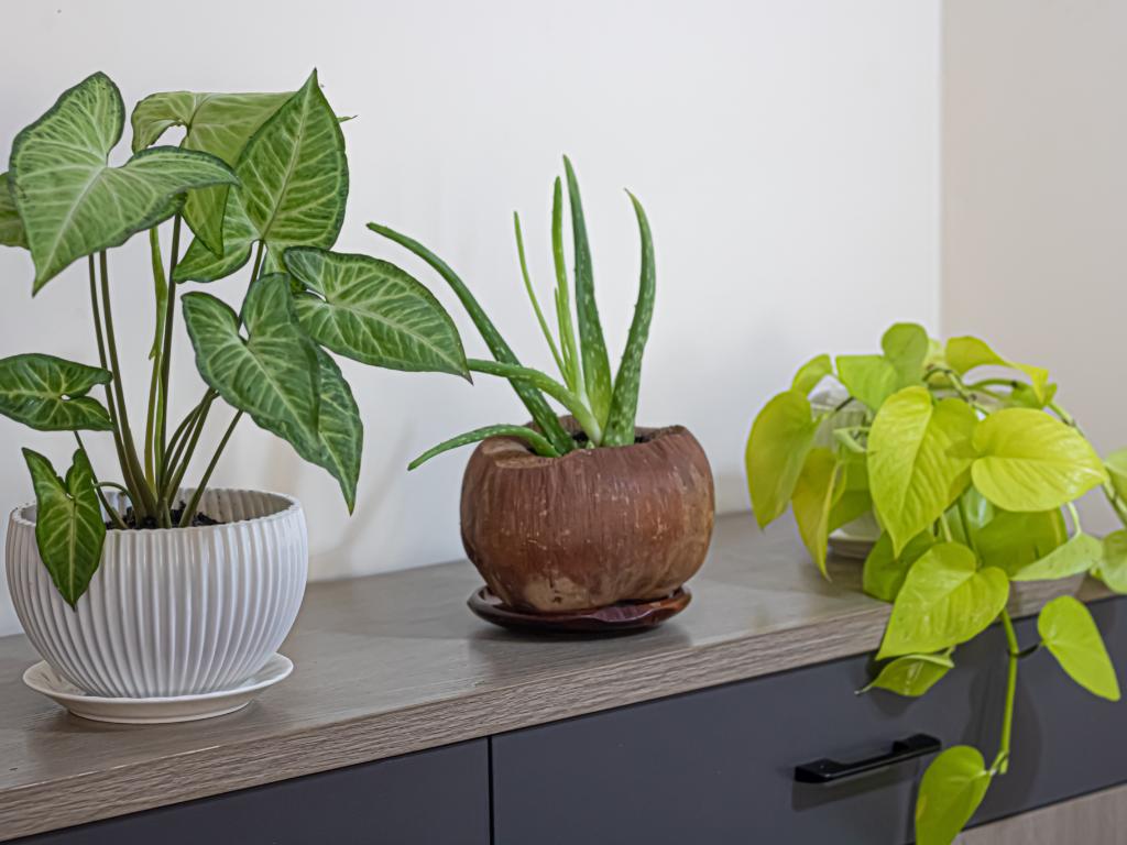 除甲醛绿植好还是活性炭好用,什么绿植去甲醛效果最好