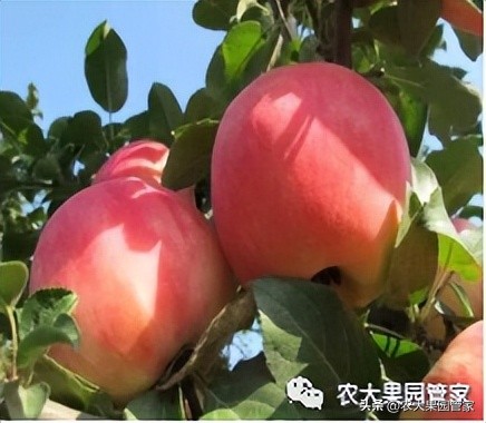 优质果树苗木品种介绍,最好的新品种苹果苗木