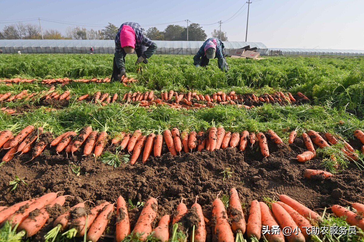 胡萝卜种子怎么这么贵,为什么日本胡萝卜比较贵