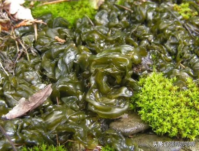 雨后山上的地皮菜学名叫啥,野生地皮菜几月份成熟