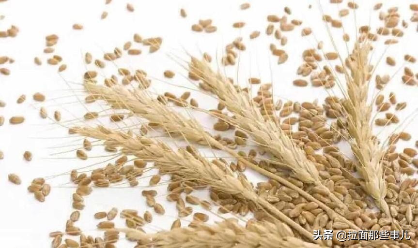 全麦面粉和非全麦面粉的区别,全麦面粉和全麦面包粉有什么区别