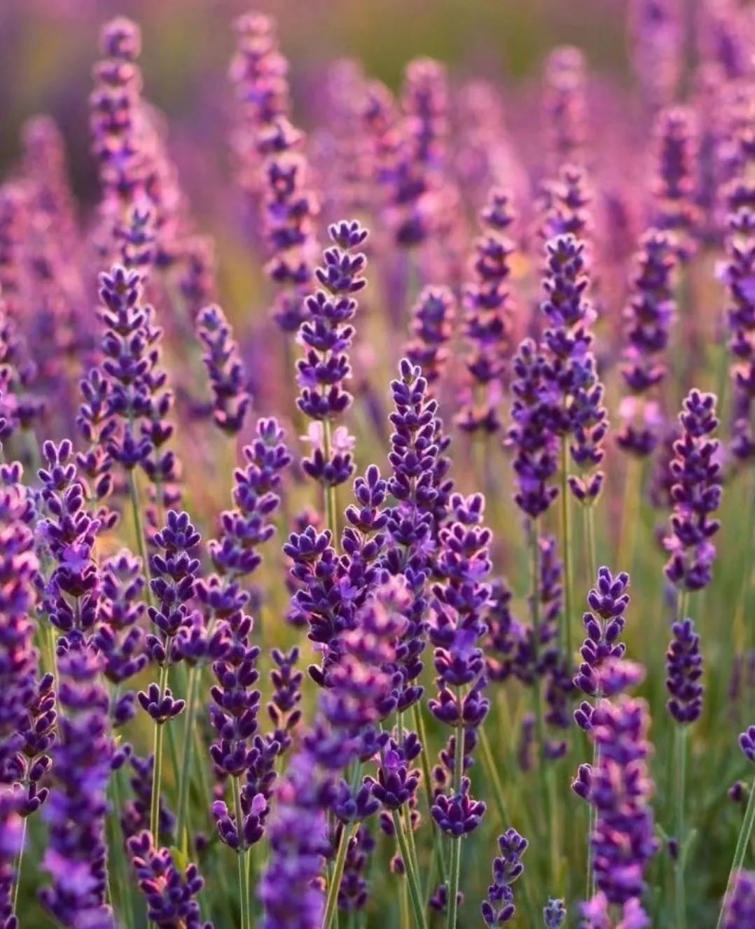 30款经典蓝紫色开花植物!别拉我,就让我坠入这梦幻的漩涡