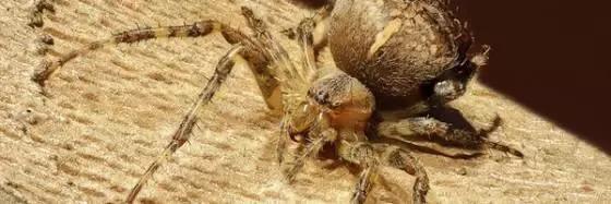 密集恐惧症无法直视的东西,密集恐惧症害怕人群吗