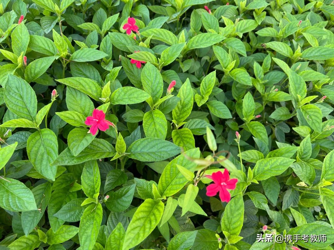 艳芦莉花期多长,艳芦莉花期