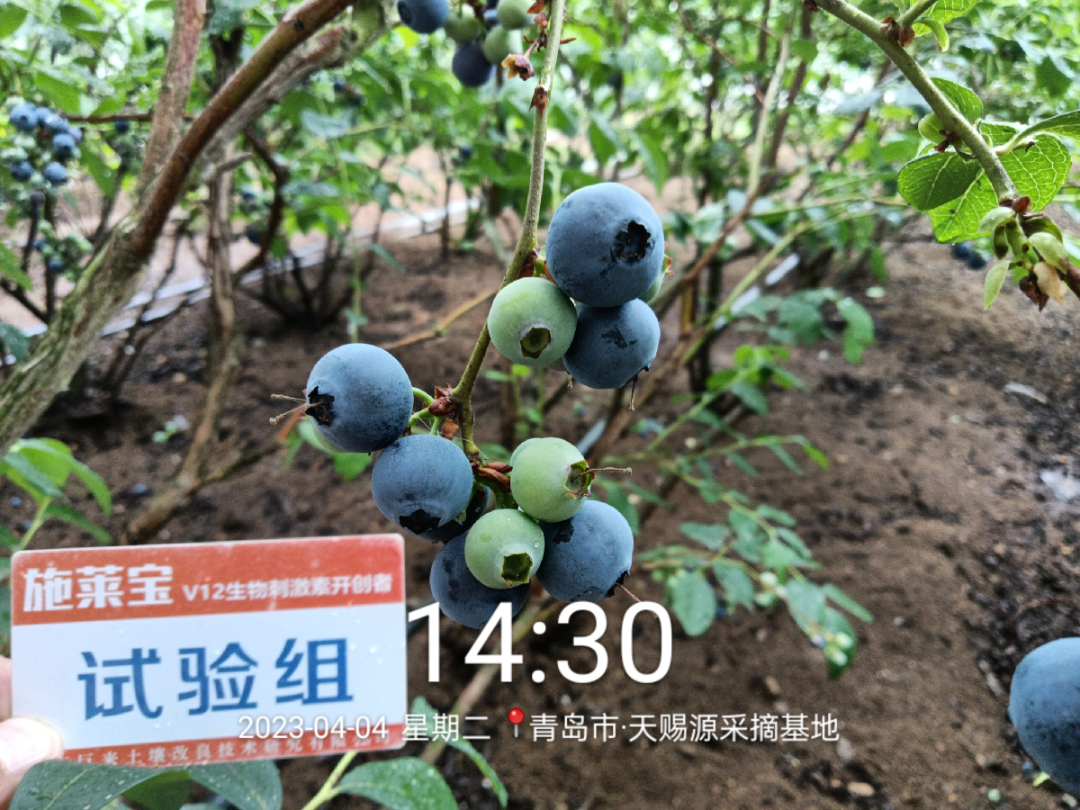 蓝莓大果哪个品种早熟,蓝莓大果新品种