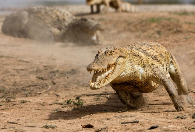 爱马仕鳄鱼皮包95082款多少钱,人类究竟有多残忍