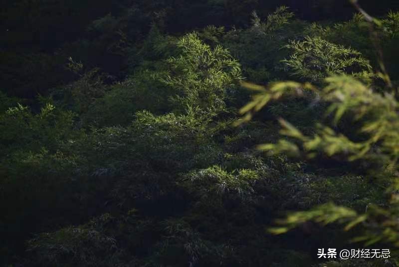 良品铺子野山笋加工过程,良品铺子野山椒山笋