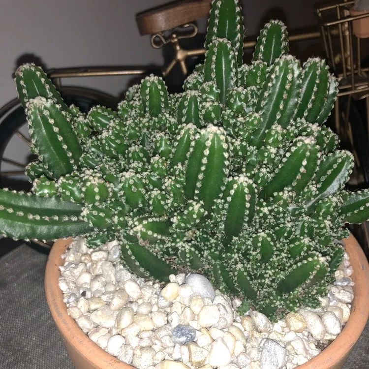 适合家养的花卉盆栽绿植,好养的绿植推荐一下盆栽