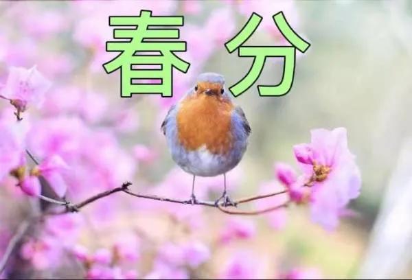 春分到来的含义,春分寓意春季已过半