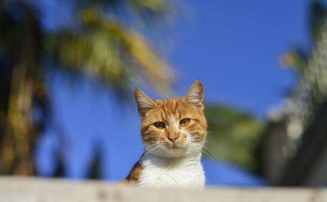 夏天屋里没有空调猫怎么降温,夏天没有空调猫热怎么办