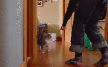 猫咪被我打的腿瘸了怎么办,猫咪跑跳都没事但走路腿瘸