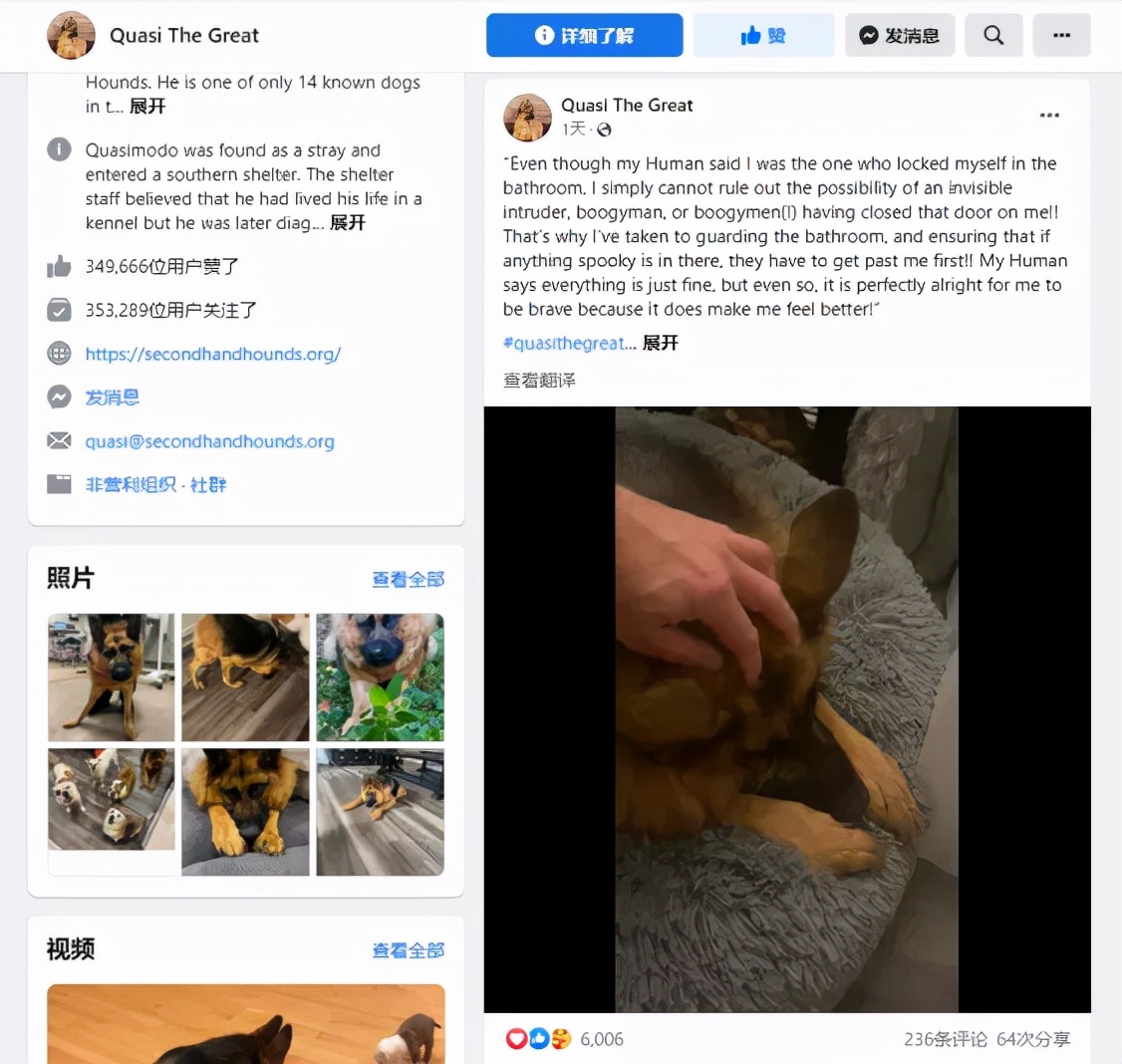 这样的阴间猫狗审美，早该翻车了