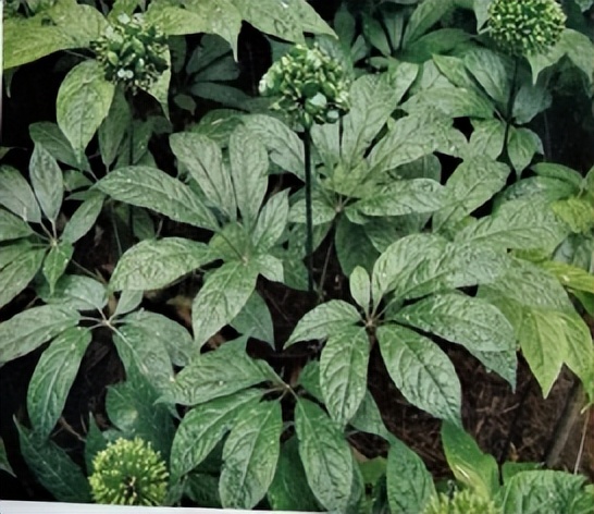 中医三七药材标准,三七真假对比图片三七主治