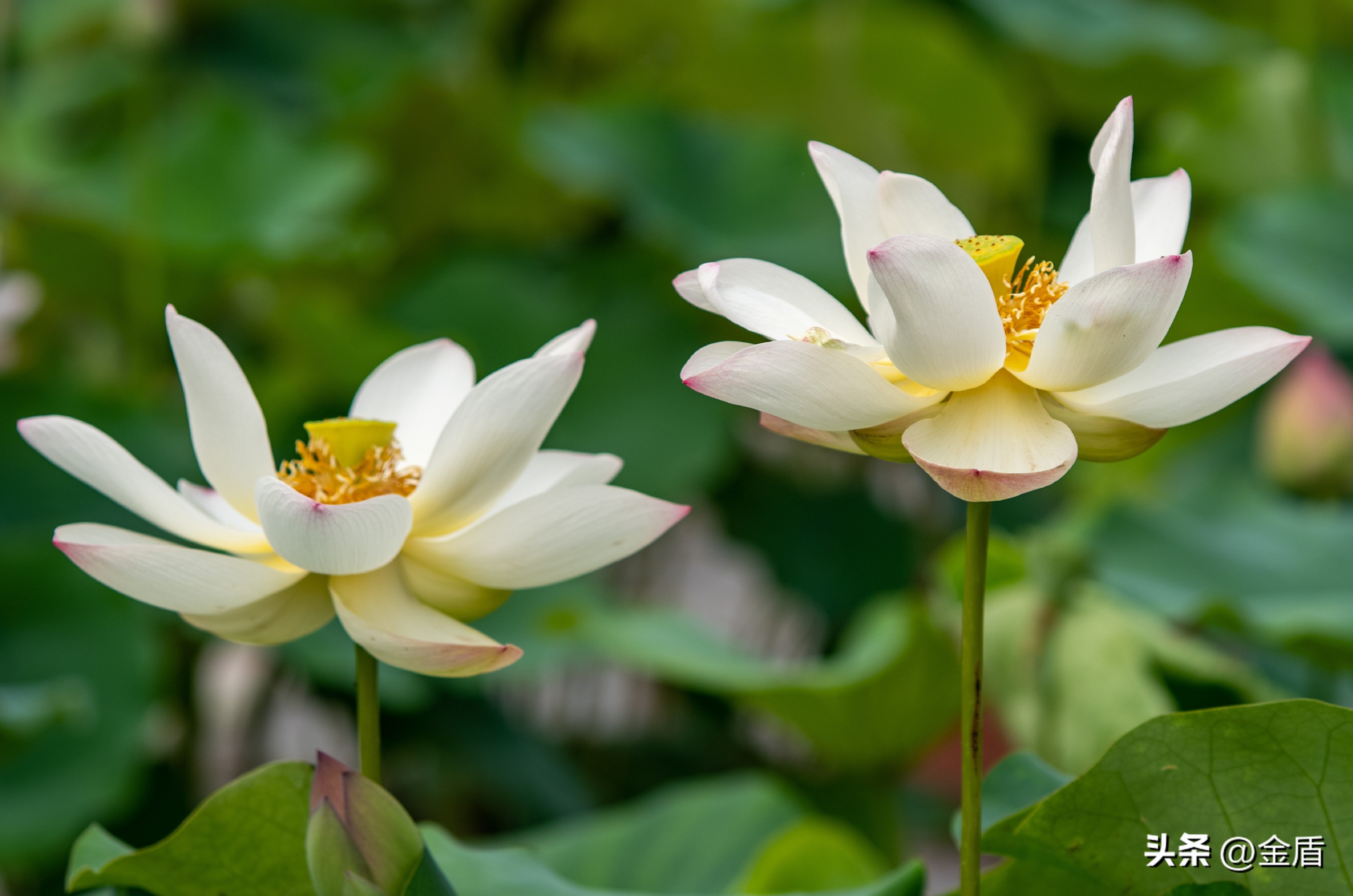 荷花的品格精神有哪些,荷花内在精神品质