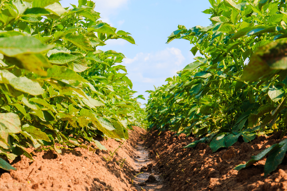 土豆怎么种植高产最好,土豆种植技术和培土方法