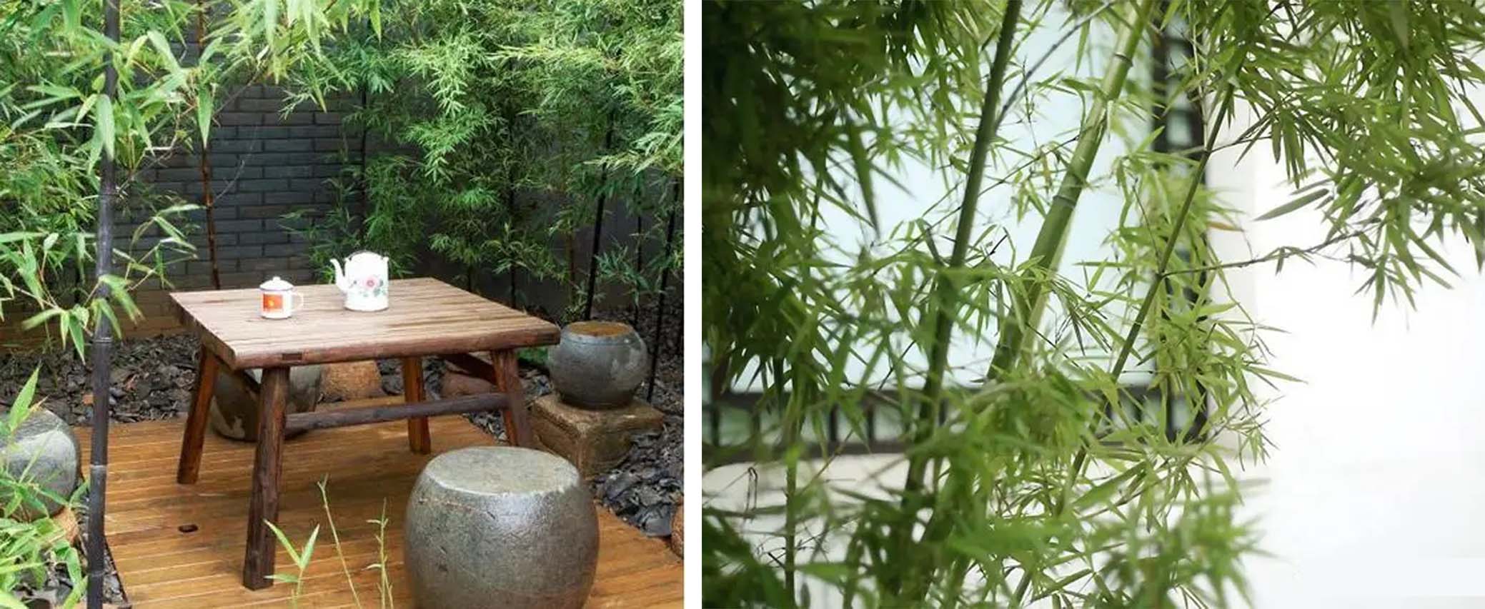 风云四季无余乐，一片痴情寄绿园，哪些往事让养花大叔最常追忆？