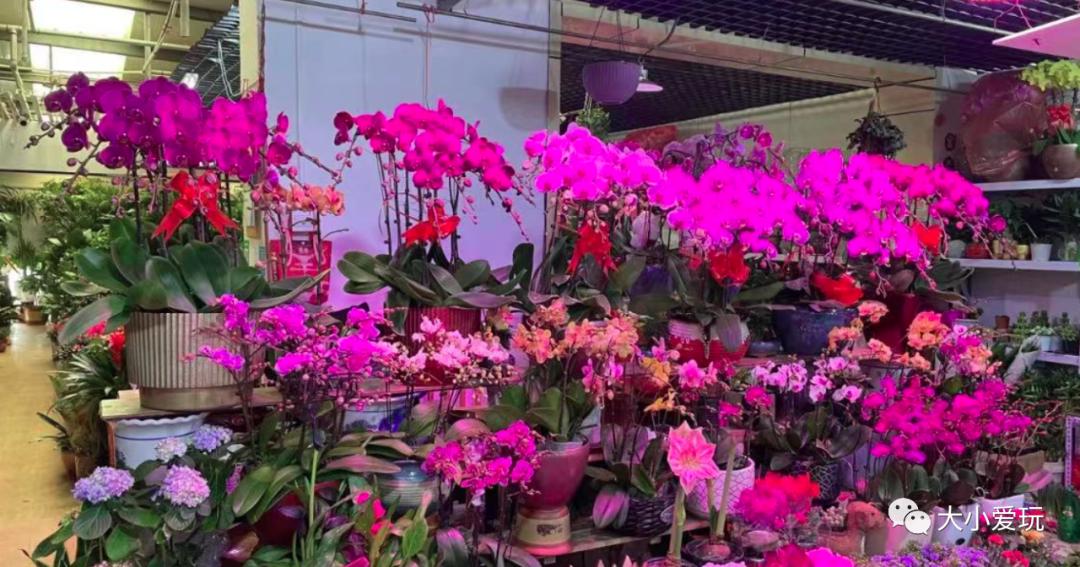 北京最美的花鸟市场,北京值得逛的花鸟市场