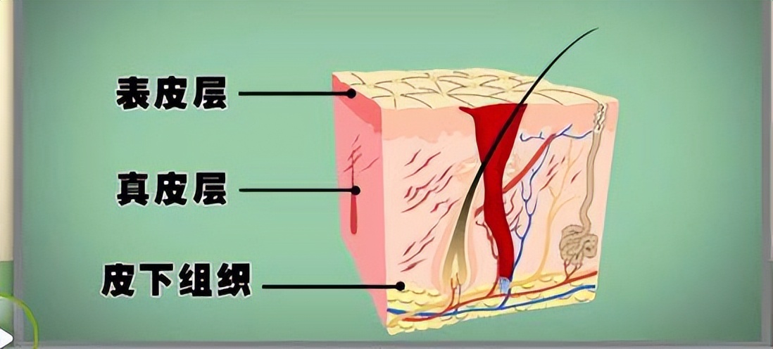 早上吃撑了一天都很撑怎么办,一天到晚吃饱了撑着是什么原因