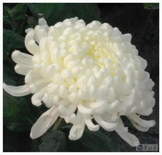 雪的记忆图片,一场雪的记忆