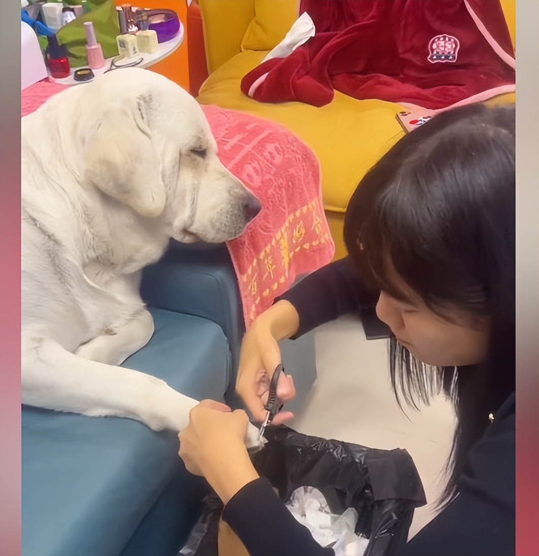 狗狗美容三件套,狗狗美容后效果图