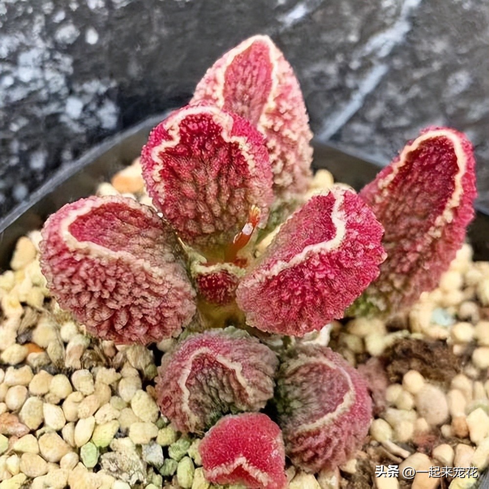 越养越丑的多肉,好养大气又好看的多肉