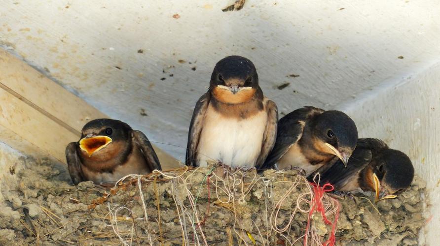燕子筑巢被人看见,老人说燕子筑巢
