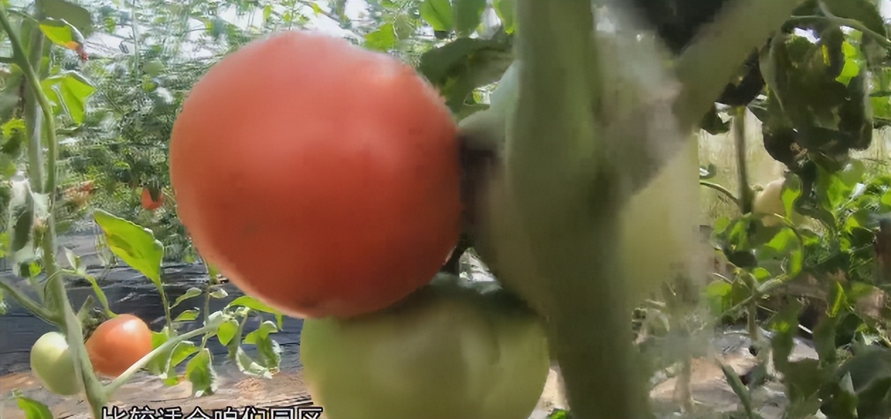 济南10月采摘最好的地方,金秋时节走进果园看到累累的果实