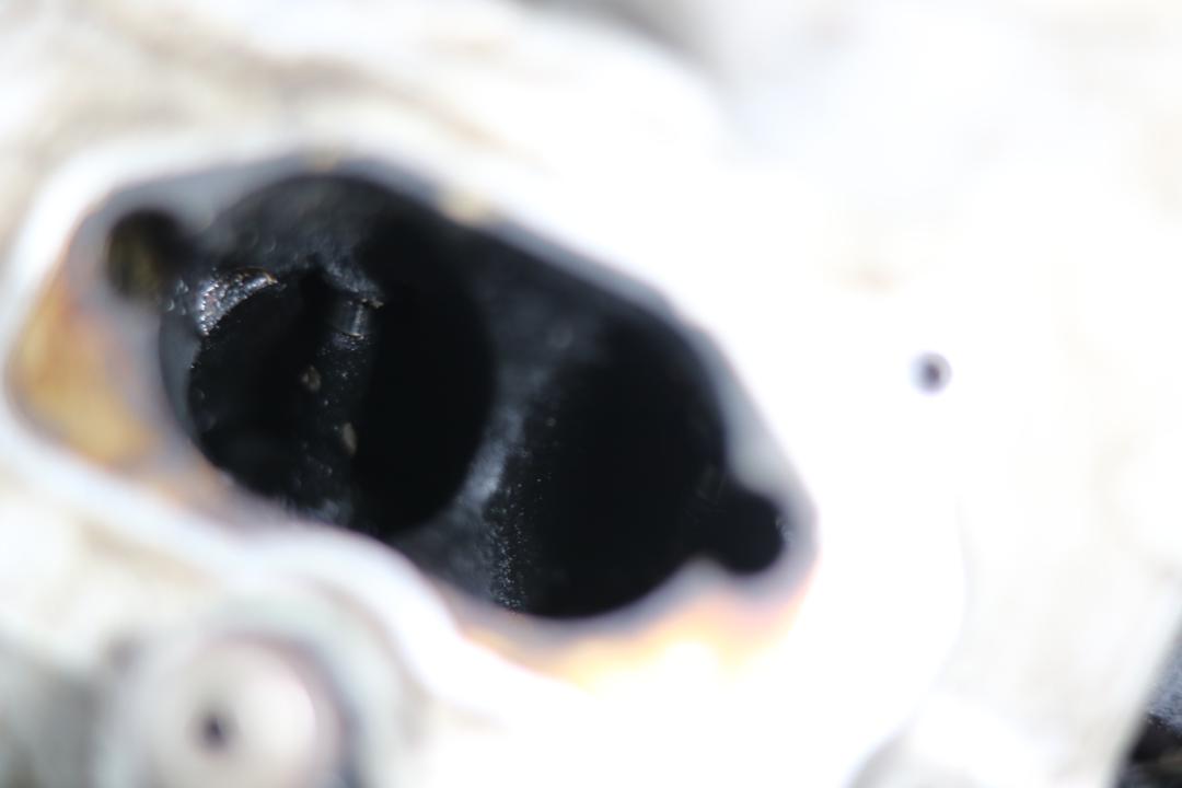 老款奥迪q74.2报废,奥迪q7新能源报废车