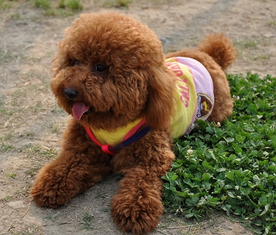 养柯基还是泰迪,养柯基还是泰迪省钱