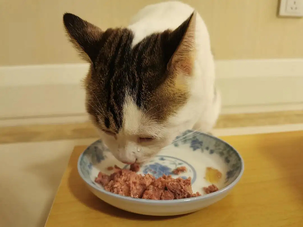 广州动物园老虎骨瘦如柴,动物园老虎骨瘦如柴