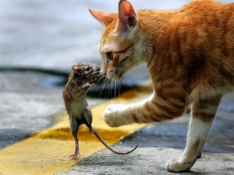 科学家发现灭鼠新方法,科学家改写老鼠基因