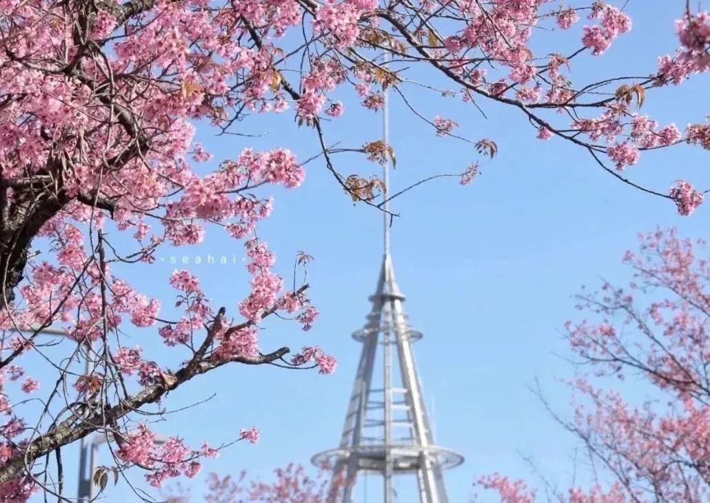 开了！开了！昆明陷入樱花海，粉色海洋铺天盖来袭