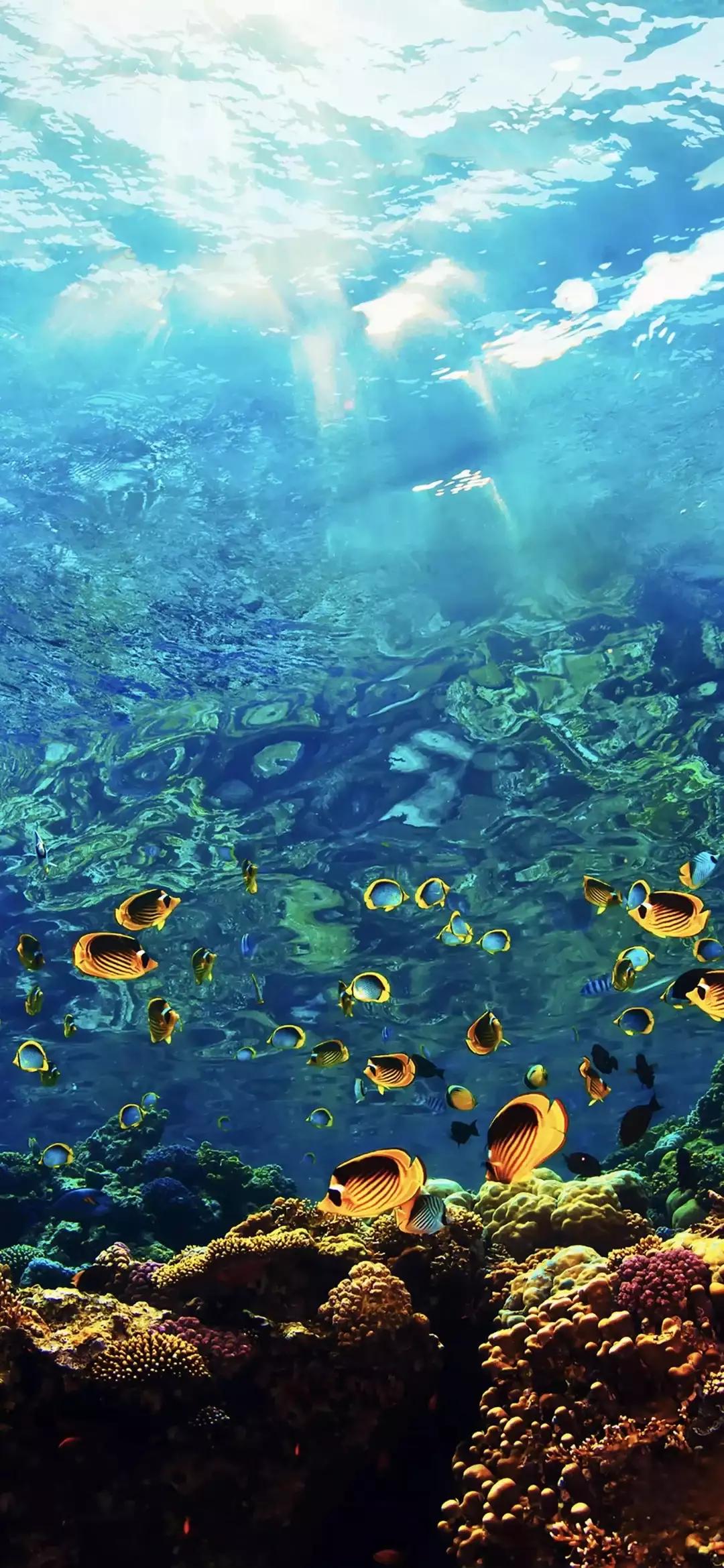 海底世界高清大图壁纸,手机动态海底世界鱼壁纸