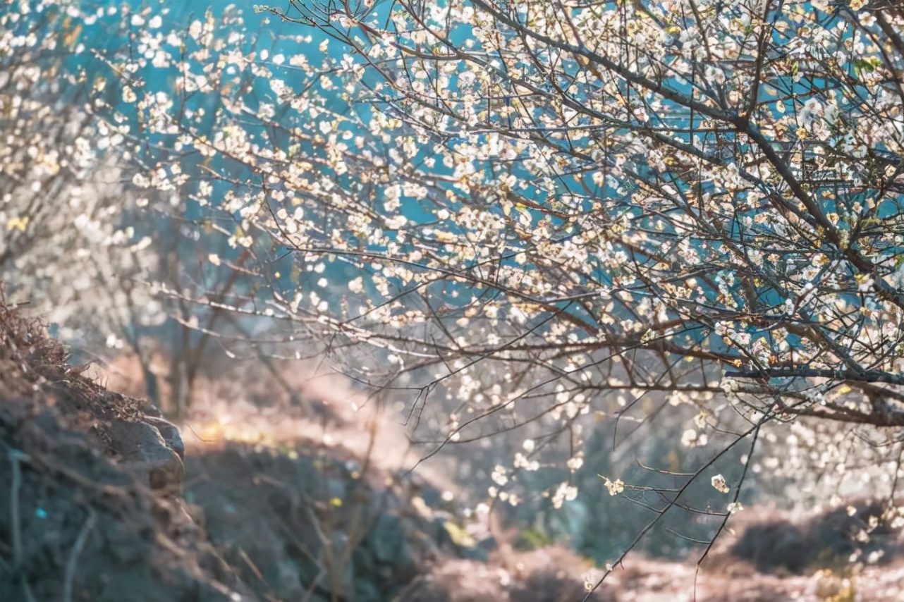 永泰青梅花开全部视频,永泰青梅丰收季节