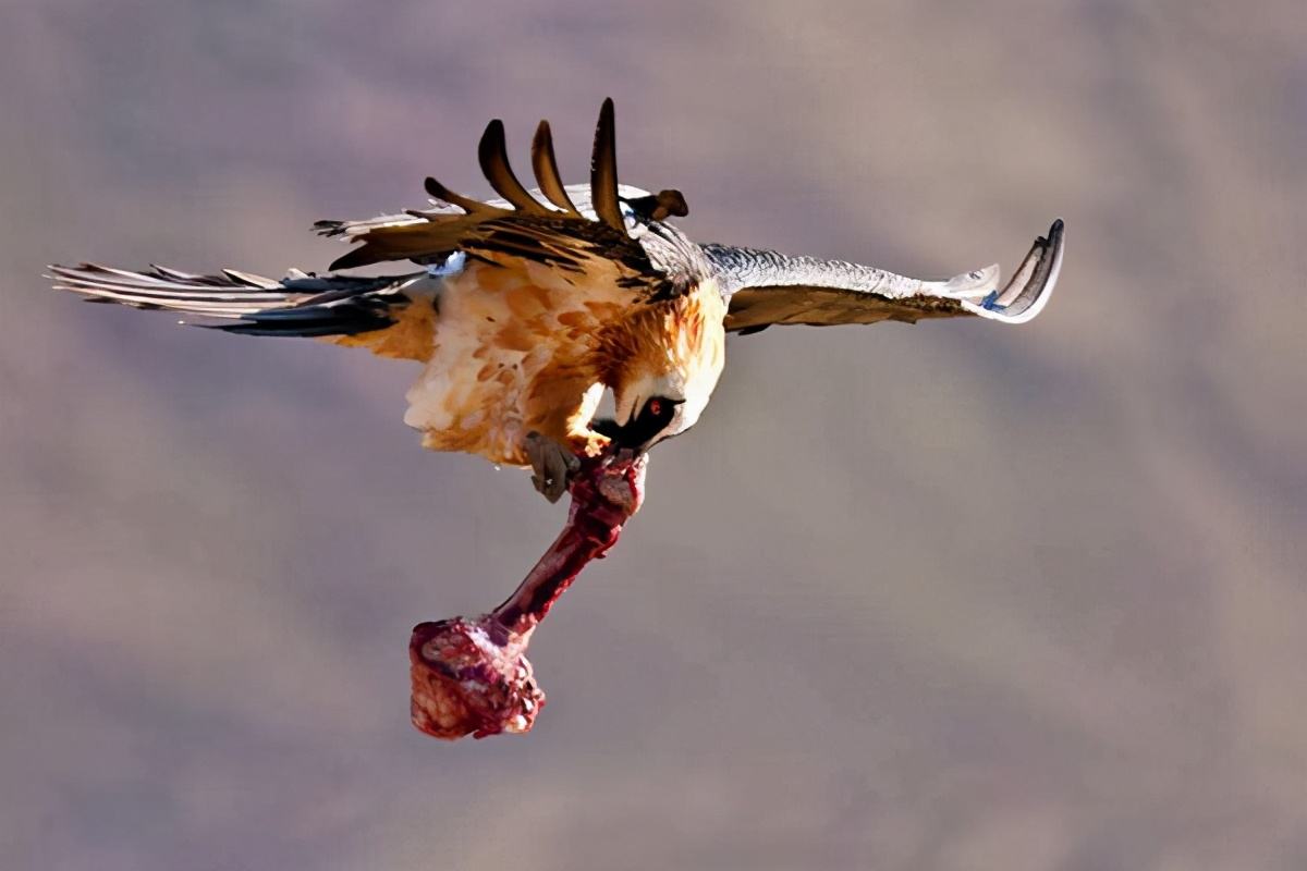 世界上最奇怪的十大鸟,世界上最恐怖的大鸟