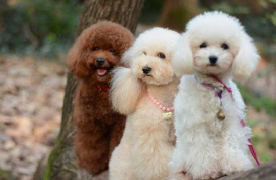 小体泰迪饲养的注意事项,新手养泰迪的注意事项