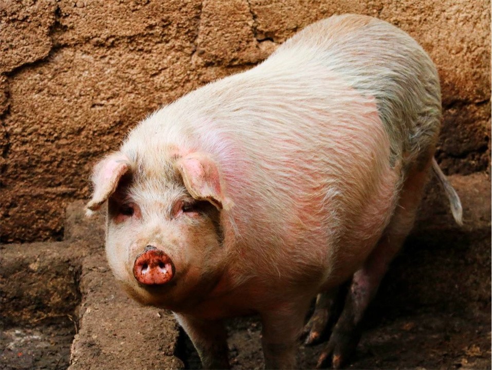 全球最聪明的十种动物,世界上最聪明的十种动物