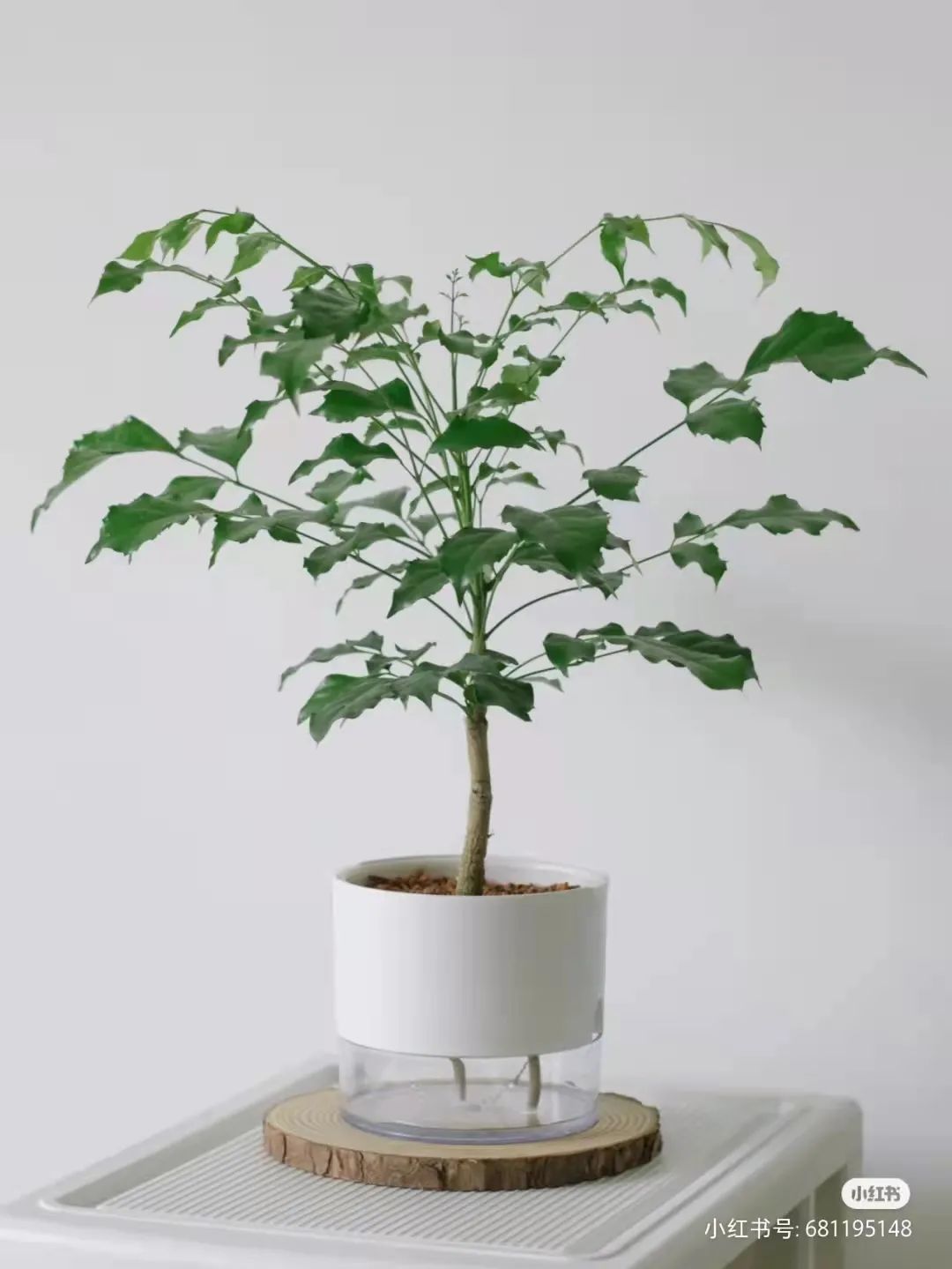 办公室必买的绿植,适合办公室的大型绿植大全