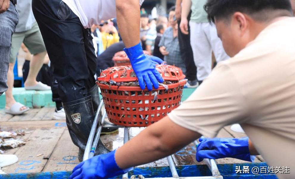 舟山东海海鲜直播,舟山东海最新开渔视频