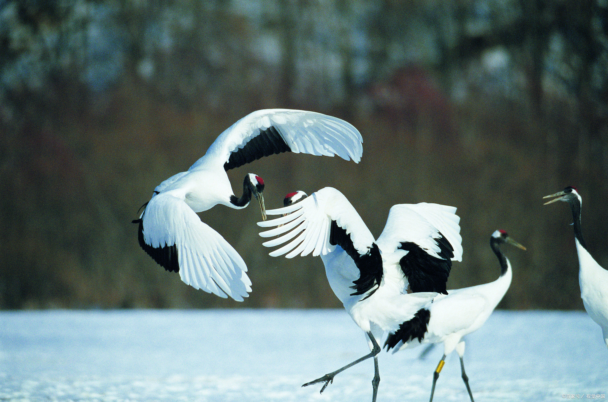辽宁盘锦丹顶鹤来灵堂与老人道别,辽宁盘锦仙鹤为老人送行真的假的