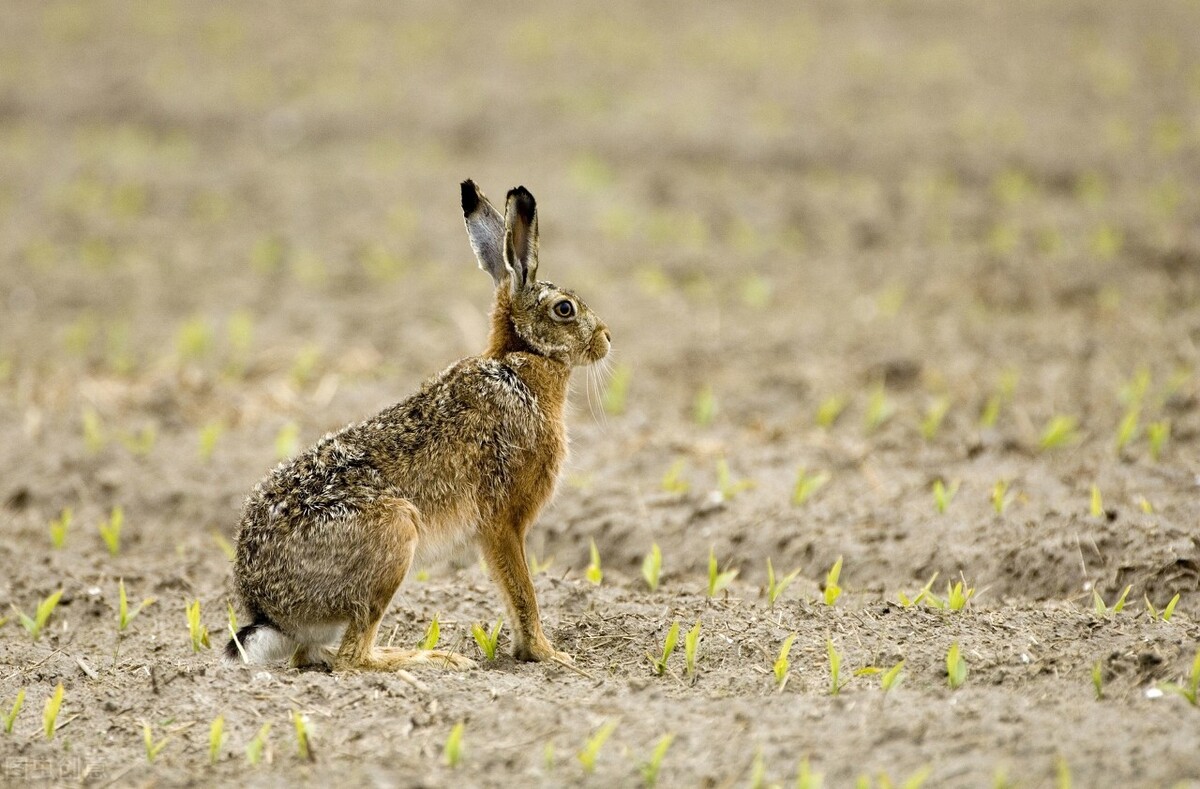没有*器武**的猎人——套兔子（下）